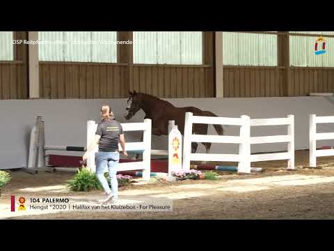 KN 104 Palermo *2020 Hengst v. Halifax van het Kluizebos - For Pleasure