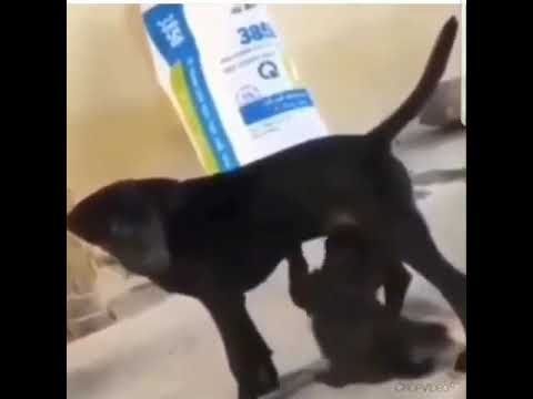 Puppy Sucking Dad Dog D🍆ck 😂😂 || Dog funny shorts