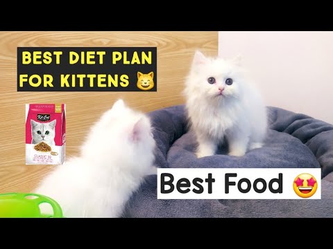 Kittens Diet Plan | Best Food For Persian Kitten | How much should feed to your Young Kitten