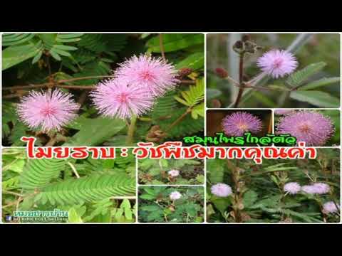 สูตรที่มีเมล็ดดอกทานตะวันเพื่อเพิ่มความแข็งแรง น้ำส้มสายชูและความแข็งแรง