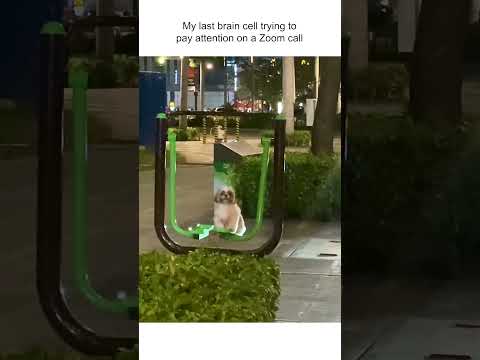 Shih tzu joue sur les balançoires