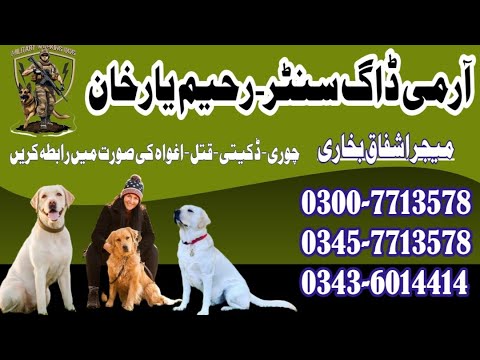 Army Dog Center Rahim Yar Khan | Khoji Dog Center Sadiqabad | Rahim Yar Khan | Khoji Kutta Okara
