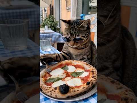 When your cat is ITALIAN