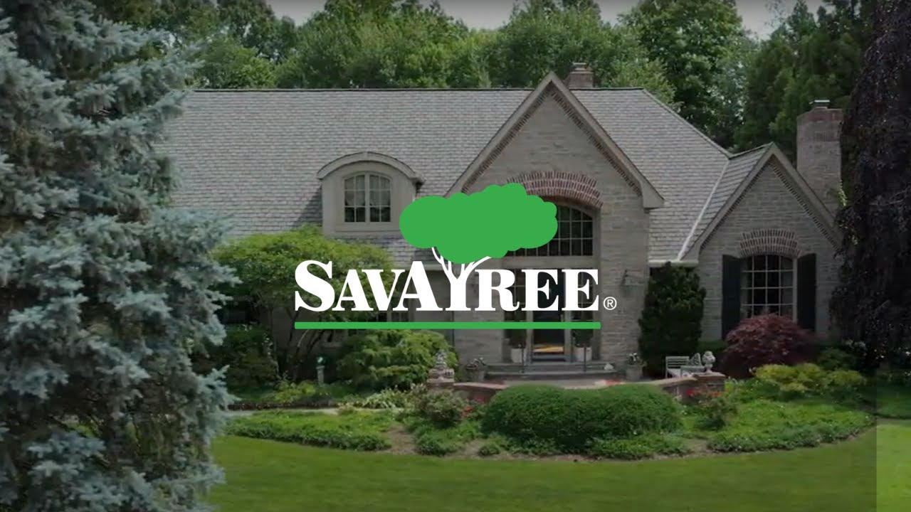 SavATree Testimonial 2024