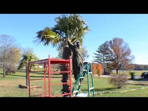 Palm Trees Burlapped For Semi Microclimate & Xmas Lights plottpalmtrees.com ©2013