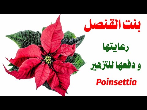 , title : 'نبات بنت القنصل او زهرة الكريسماس، البونسيتيا و كيف نعتني بها poinsettia'