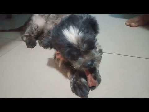 Surprising Results: Dog's Reaction to Dental Treats Revealed!