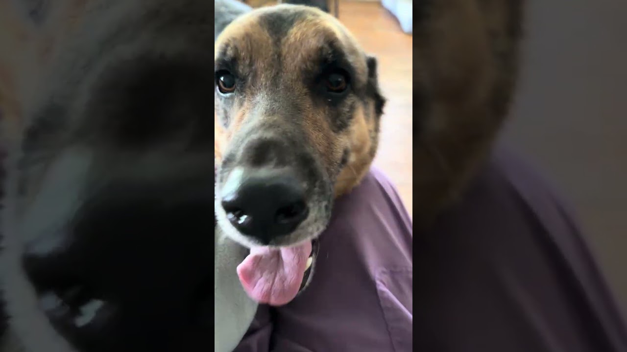 Enlarge Harley (CAT FRIENDLY), an adoptable mixed breed in Sewaren, NJ video 6/6