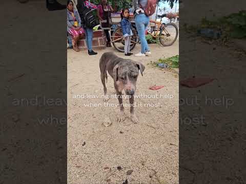 Treat 15,000+ Strays and Protect Oaxacan Families