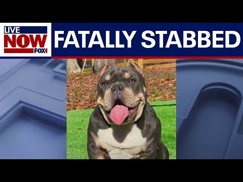 Video | French bulldog fatally stabbed by neighbor in Atlanta