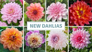 Dahlia Haul, Seed Starting + Exciting Seedling Update // Cottoverdi