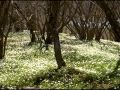 David Arkenstone   Magic Forest