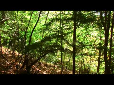 Rezervatia de Tisa Pangarati - Judetul Neamt