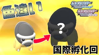 【ポケモンBDSP】最効率はその場で回転！？国際孵化で色タテトプス粘り！【ゆっくり実況】