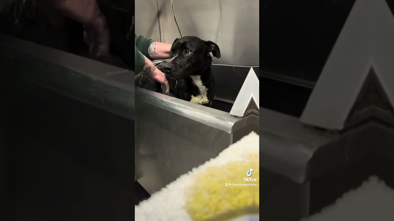 Enlarge Charlie, a ADOPTABLE mixed breed in Indianapolis, IN video 5/6