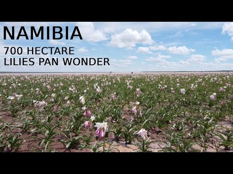 Sandhof Lilies Pan, Namibia | Travel Namibia