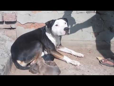 Pitbull puppies 9050829204