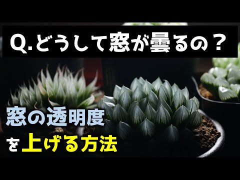 園芸 ハオルチアモズク