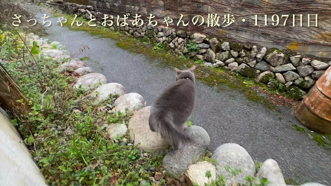 2026.4.2(木)《一日の記録》雨模様の静かな朝..  蚤の市が始まる前日..  ひとり散歩を満喫して戻って来た猫…【さっちゃんとおばあちゃんの散歩・1197日目】・・・
