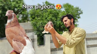 New Pigeon A Gayia 😍 Pigeon setup