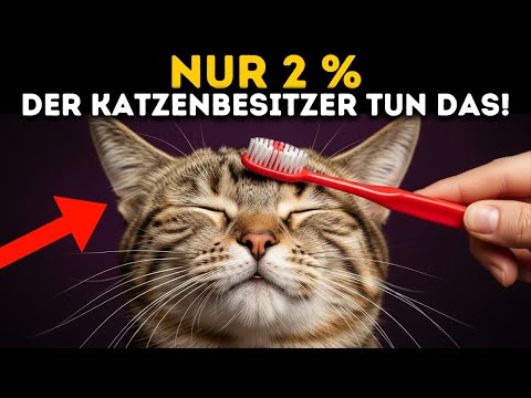 10 Dinge, die Katzen lieben – und nur 2 % der Besitzer tatsächlich tun