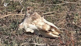 Откриха второ огнище на шарка в Узунджово