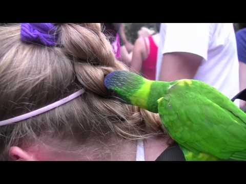 Lorikeet Glen