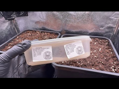 🌱 Anbau – Tag 1 | Jack Gelato & Holy Gorilla | BioBizz Lightmix Grow