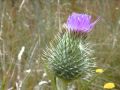 Braveheart-Attack on Murron