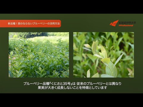 新品種！実のならないブルーベリーの活用方法（薬学科 佐藤恵亮 講師）