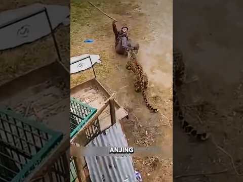 Akhir tragis macan tutul setelah meneror satu desa