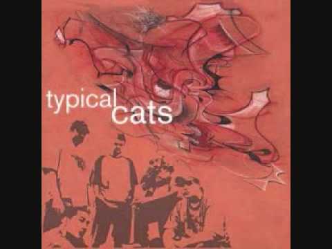Any Day - Typical Cats