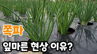 쪽파 잎 누렇게 되는 이유? 굵게 키우려면 꼭 이것 주세요   깐쪽파!