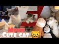Cute Cat Videos Funny Cat Videos Cat Whatsapp Status Cat Dance Video The Viral Pets