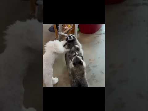 #music #song #cat #lifeisbutadream #funny