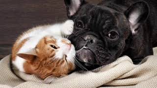 BESTIARIO _ Cani, gatti ed altri animali di Dino Buzzati