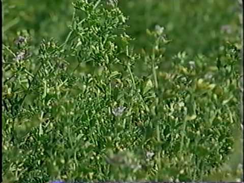 Safer Sprouts - Part 1 - Introduction to Food Safety