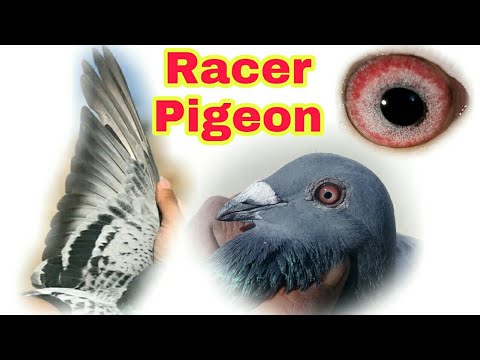 , title : 'Blue Checker Racing pigeon|strong blood line Racing pigeon|Racer pigeon|Pigeon|#shaheenloft'