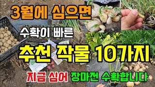 3월에 심으면 후회없는 작물 10가지 수확이 빠르고 지금 심으면 장마전 수확하는 작물 재배꿀팁 #3월에심는작…