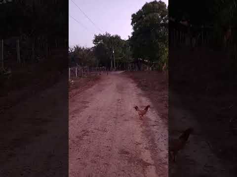 interior de Palmeirândia Maranhão