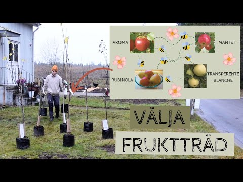 Hur väljer man FRUKTTRÄD och vad är grundstammar och pollineringsschema? Såhär tänker jag