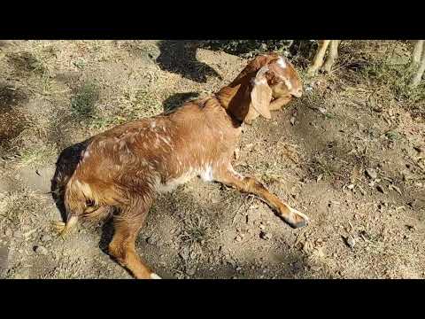 Best of Fainting Goats | Goat Fainting