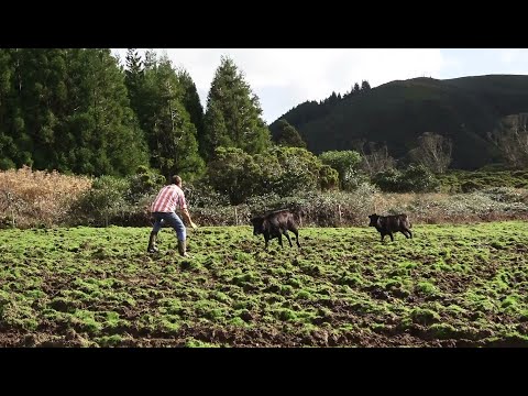 JAF - Trabalhar Com Vacas Perigosas - Working With Dangerous Cows - Terceira Island - Azores