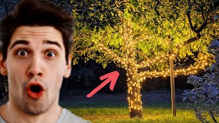 Trick To Hanging Lights In An Outdoor Tree For Christmas