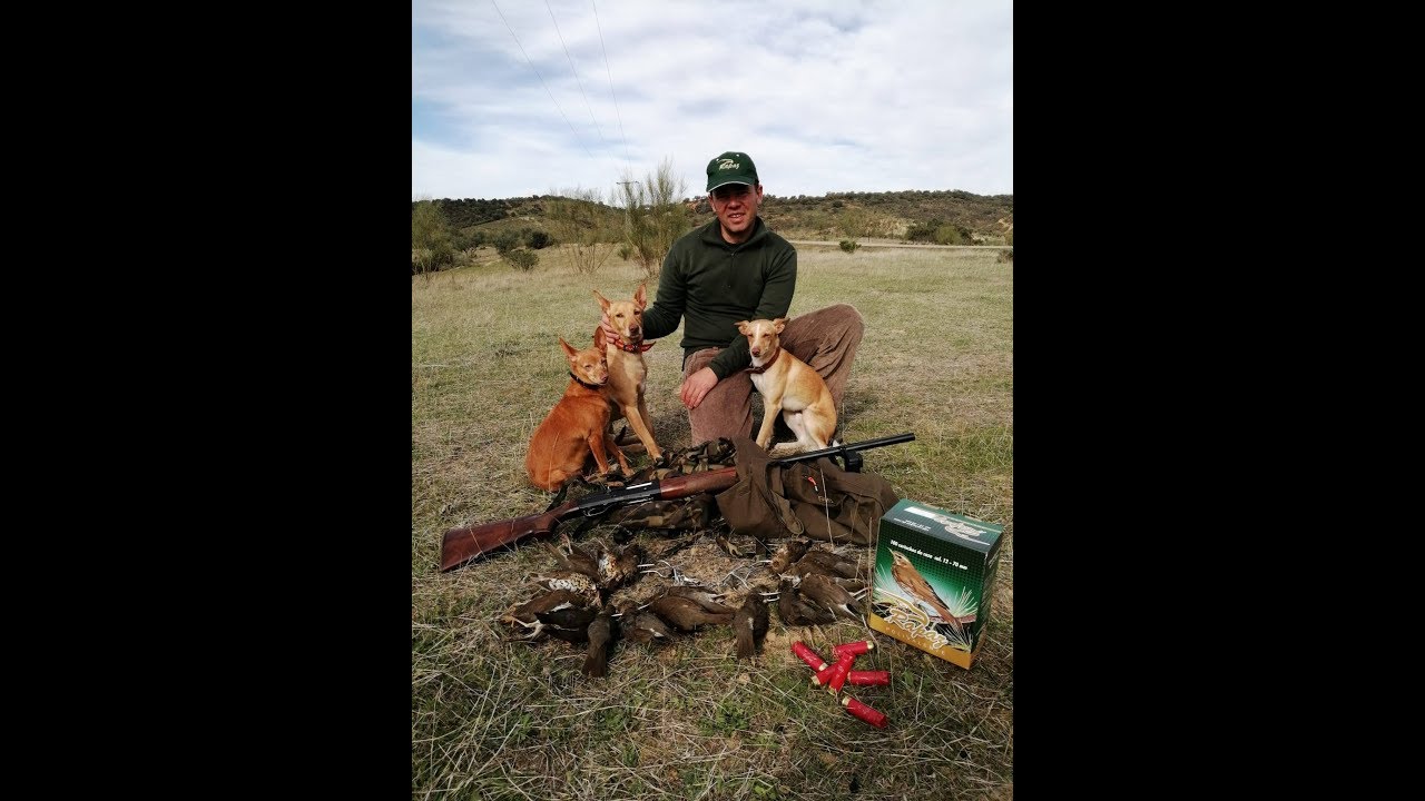cazando zorzales en extremadura con armeria pintiado