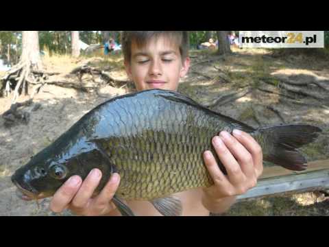 Leśne Pole Biwakowe SOSENKA - Sława meteor24.pl