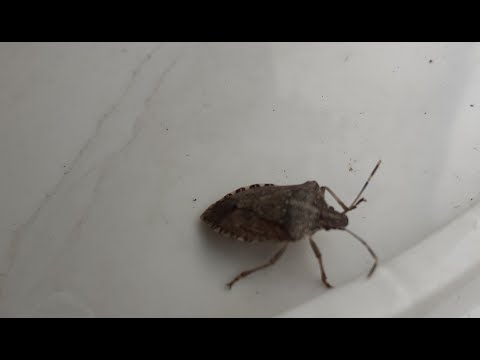 Kako se trajno riješiti smrdibube (bez korištenja hemije)