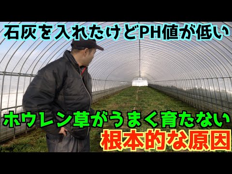 樹木栽培用石灰をいつ散布するか?その理由とその方法を見てみましょう！  庭園