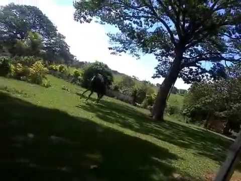 RafaelMoreiraMota’s Video 104229380726 RsVnwXwP8EU