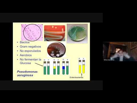Decimo Seminario Microbiología Injuria 2021. Bac. Curvos. Bac. NO fermentadores. Bac. Gram "+".